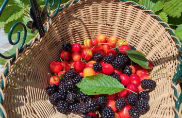 Il Canto degli Uccelli - Foto 20