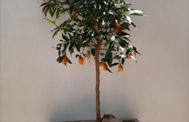 A casa di Cicca - Foto 7