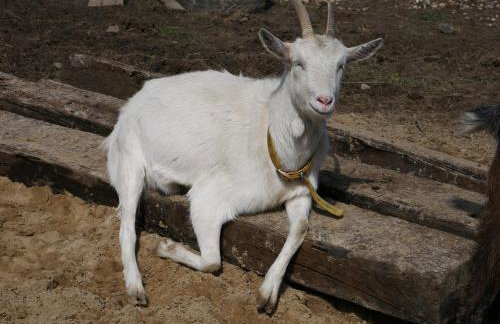 Chata na Zielonym Wzgórzu - Foto 77