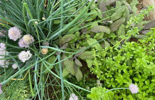 Quinta do Areal - Foto 40