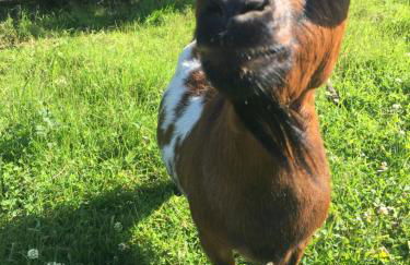 Ak-55 Rural House - Foto 19