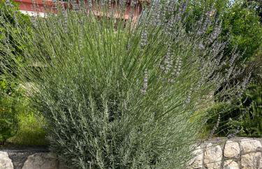 Villa Matovica - Photo 72