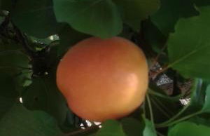 la casa di titti e jack - Foto 57