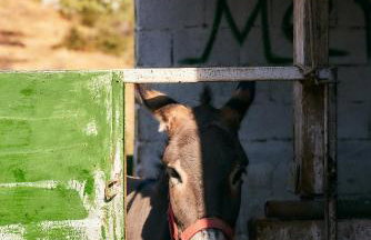 Παραδοσιακός πέτρινος ξενώνας σε φάρμα - Foto 20