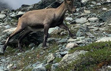 Grande Maison Du Coeur Champoluc Spa,Gym e Aree Relax - Foto 34