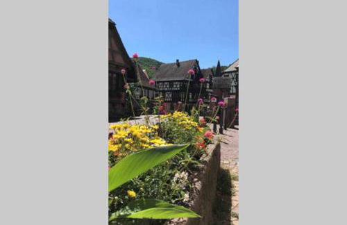 Coeur Alsace - Foto 48