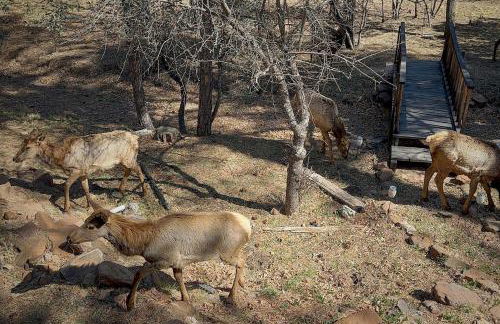 Covered Deck, Private Acreage Log Cabin in Pine - Foto 31
