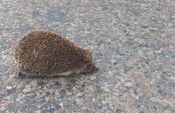 Zawady Oleckie- Ostoja - Foto 19