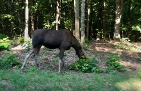 Zacisze pod brzozami - Foto 38