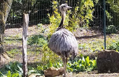 Nid du merle avec sauna et jacuzzi privatif - Foto 44