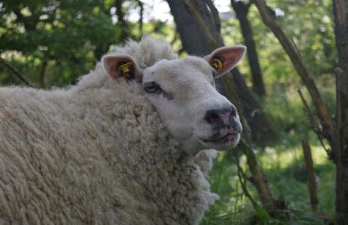 Der historische Silberhof von 1856 - Foto 26