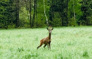 Agroturystyka u Strażaka - Foto 30