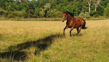 Gîte Le Bois Clairet - Foto 4