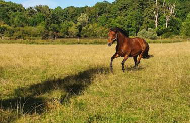 Gîte Le Bois Clairet - Foto 4