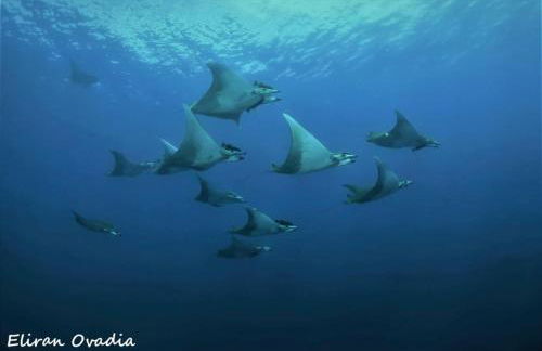 Adega do capitao - Foto 19