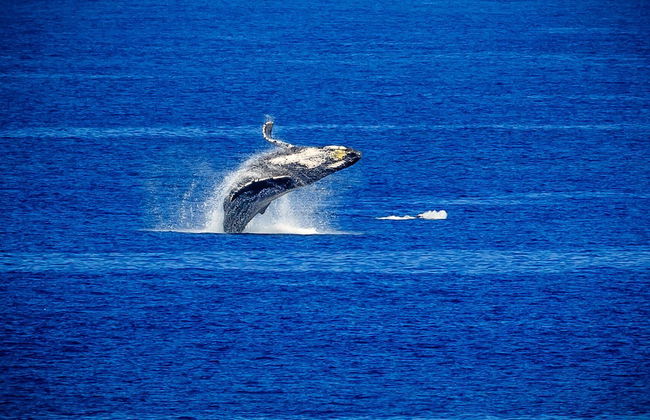 Kapalua Ridge Villa 1523 Gold Ocean View - Photo 27