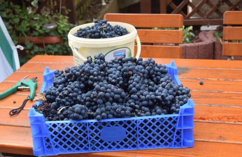 Marktstübchen an der schönen Loreley - Photo 33