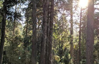 “The Grey Haven” – Secluded home in the woods - Foto 21