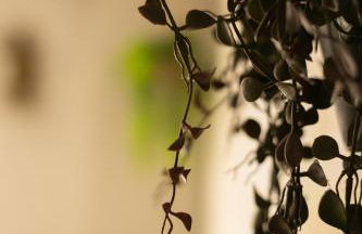 Akasha Spa Retreat Cottage - Foto 43