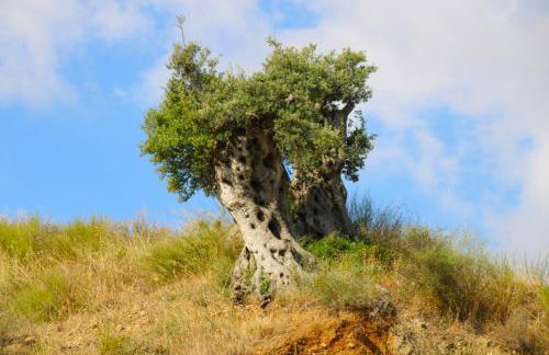 Agriturismo Vulcano - Foto 122