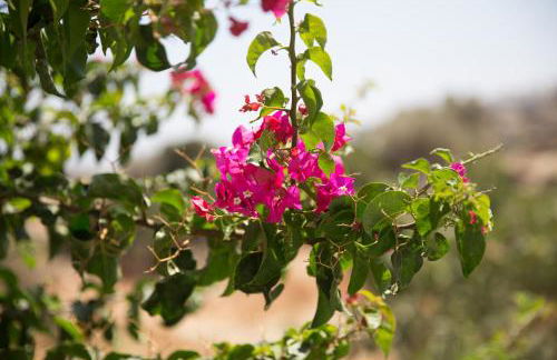 Nissos Suites - Foto 44