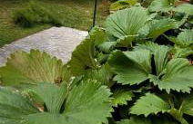 Belle maison de vacances entre Saint-Malo et Mont-Saint-Michel. Le Clos Fleuri - Foto 6