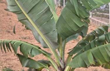 Rancho do andi - Foto 10