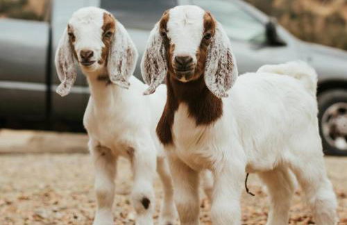 Matanah Meadows Farm, Great for 2 Families, Sequoia National Park and Working Farm - Foto 20