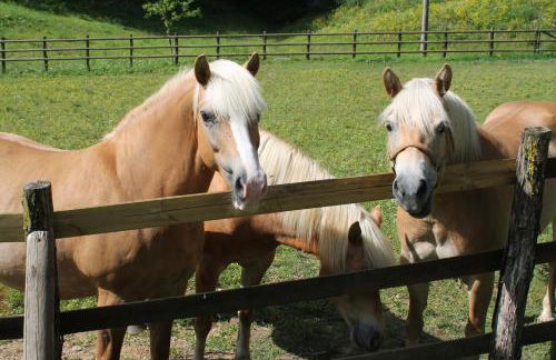 Country House Ramandolo Club - Photo 64