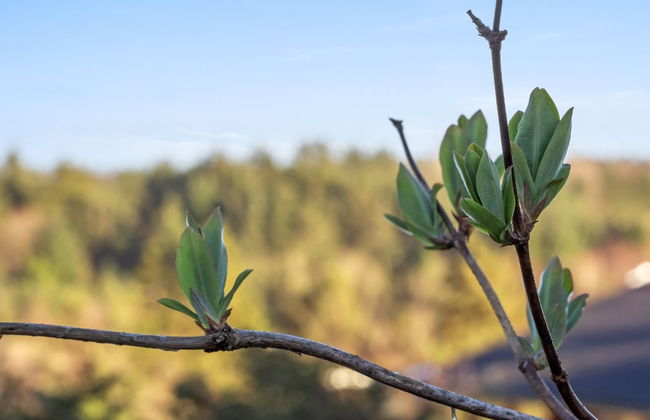 "Jaakob" - 4km from the sea - Foto 3