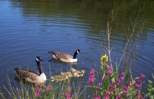 Polgwedhen Lodge - Photo 38