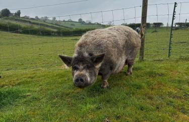 King Richard's Luxury Lodge - Sleeps up to 8, Dog Friendly, Near Sherwood Forest at Fairview Farm in Nottingham set in 88 acres and great for Groups, Family Gatherings & Corporate events - Foto 54