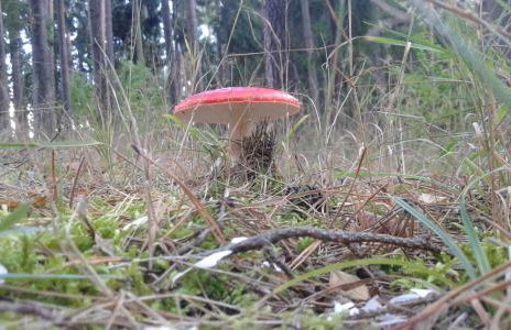 Wiejska Chata - Foto 60