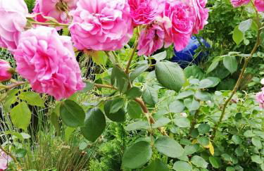 Kreativ Ferienwohnung Domizil der Sinne - Foto 24