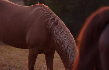 Logement entier de charme, gite équestre GERS Flamarens - Foto 47