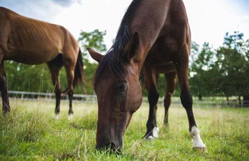 Gite Le Clos Sainton - Photo 24