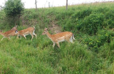 Baba Jagna - Foto 25