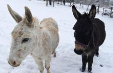 Ferienhaus Strunks ahl Häusje - Foto 30