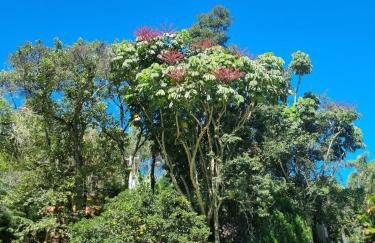Sítio com Casa de Madeira com 2 quartos 100m2 px Centro de Salesópolis - Foto 35