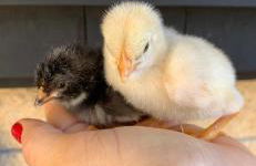 Agroturismo Anziola - Foto 19