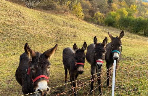 Baita Valtellina -Relax nel cuore delle alpi- - Foto 39