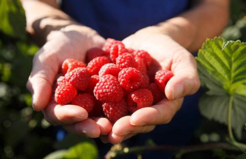 Froetscherhof, Urlaub auf dem Bio-Bauernhof in Brixen, Appartments, Sauna und BrixenCard - Foto 67