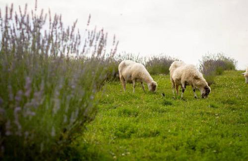 Ferienwohnung 601-4 in Rakovica - Foto 12