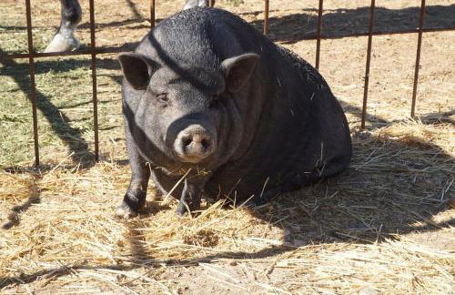Finca La Caprichosa de Dancos - Foto 58