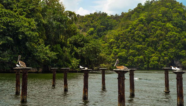 Los Haitises National Park and Cayo Levantado Trip - Photo 3