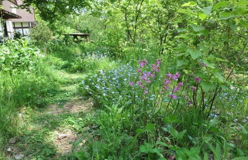 Natururlaub Frankenau - Foto 14