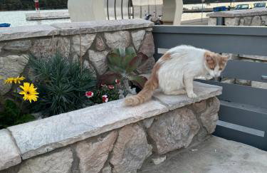 Haris Suites - Photo 13