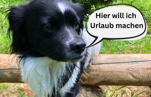 Hundeurlaub im Tiny House im Wald - Foto 21