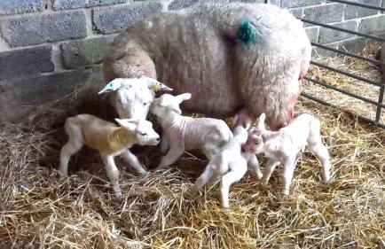 The Dairy, Treathro Farm - Rural, sea views, woodburner - Photo 24