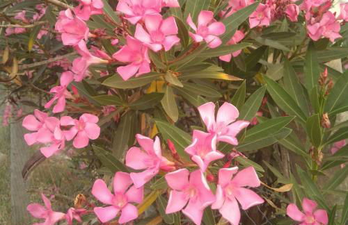 Sunray Separate Villa - Photo 31